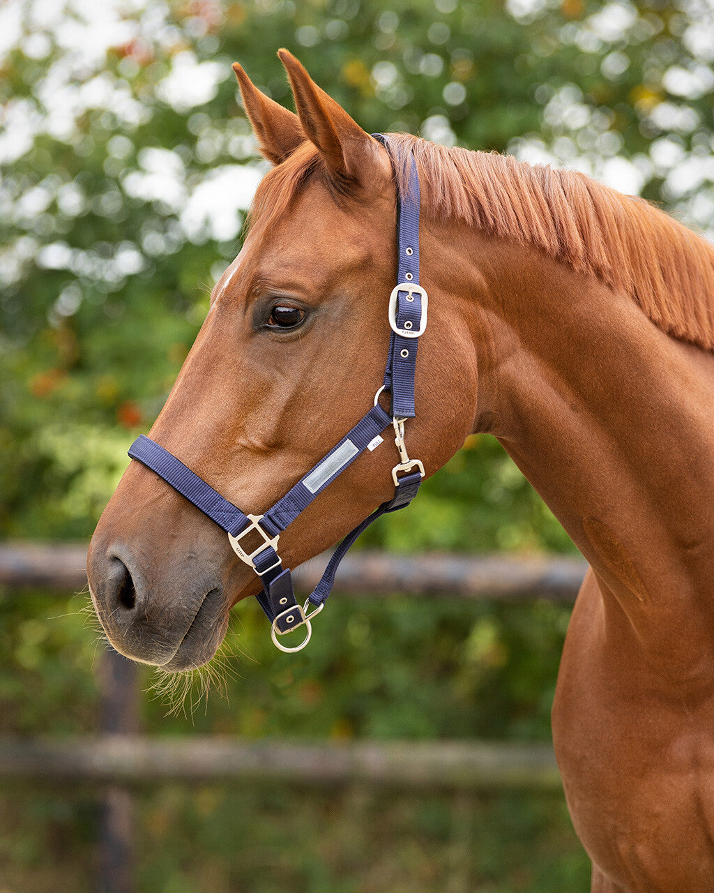 Head collar lined