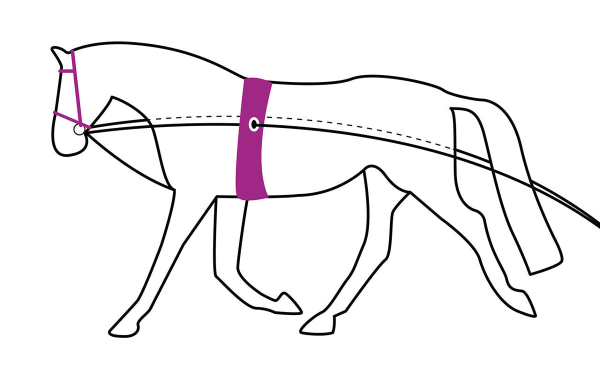 Lunging rein double