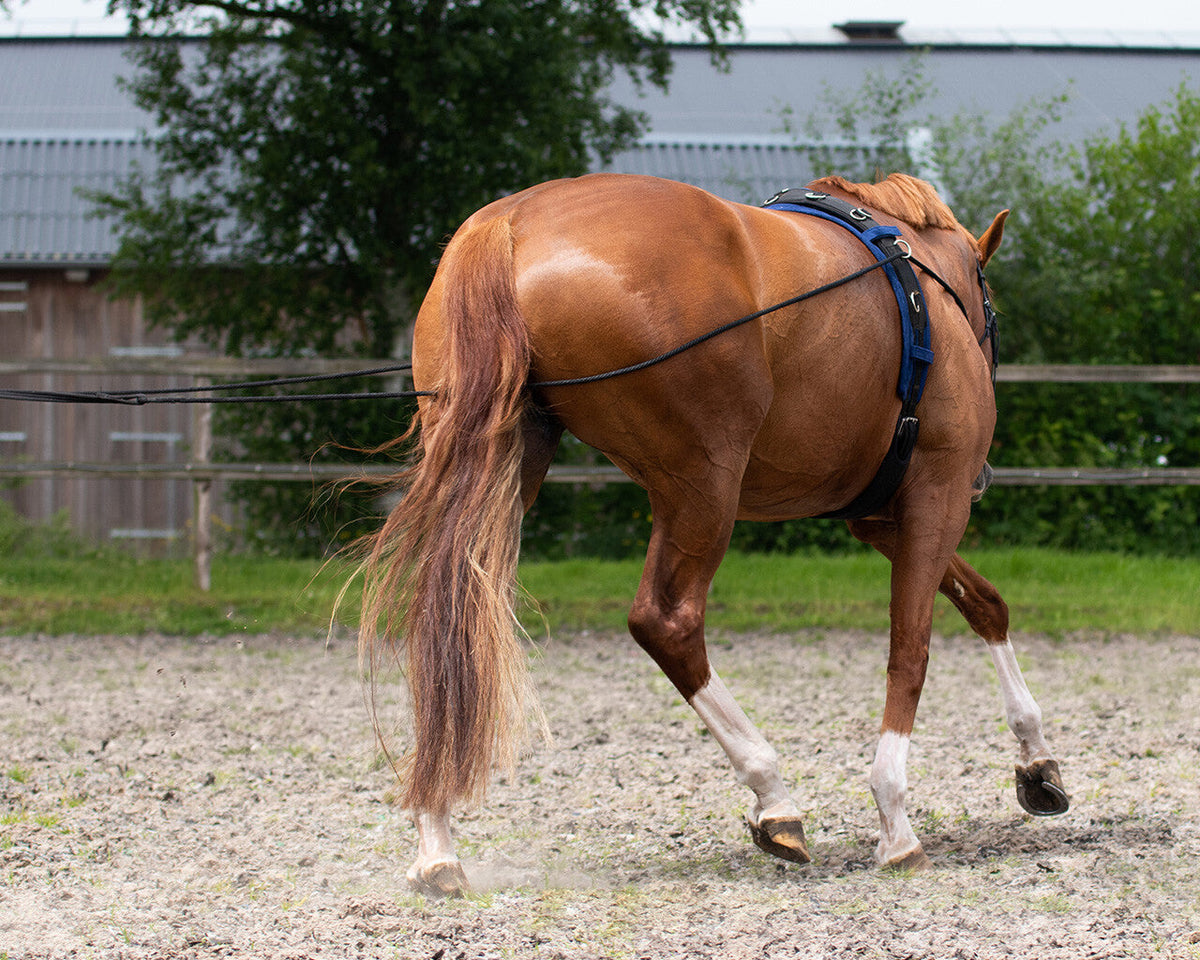 Lunging rein double