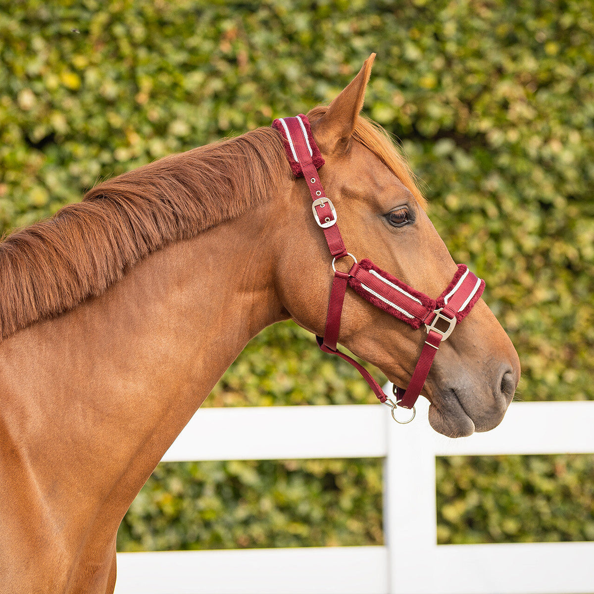 Head collar set Dolci
