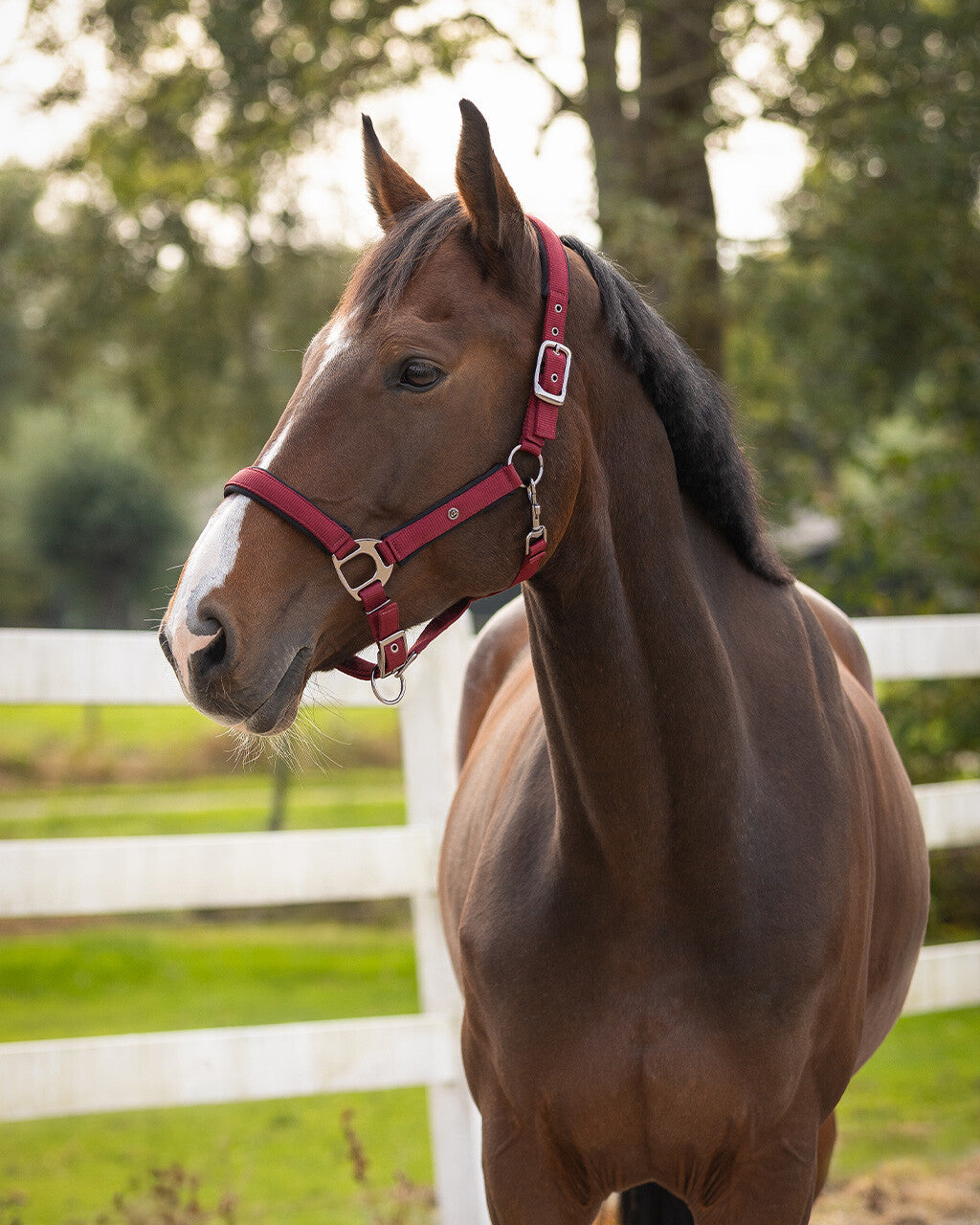 Head collar Deluxe