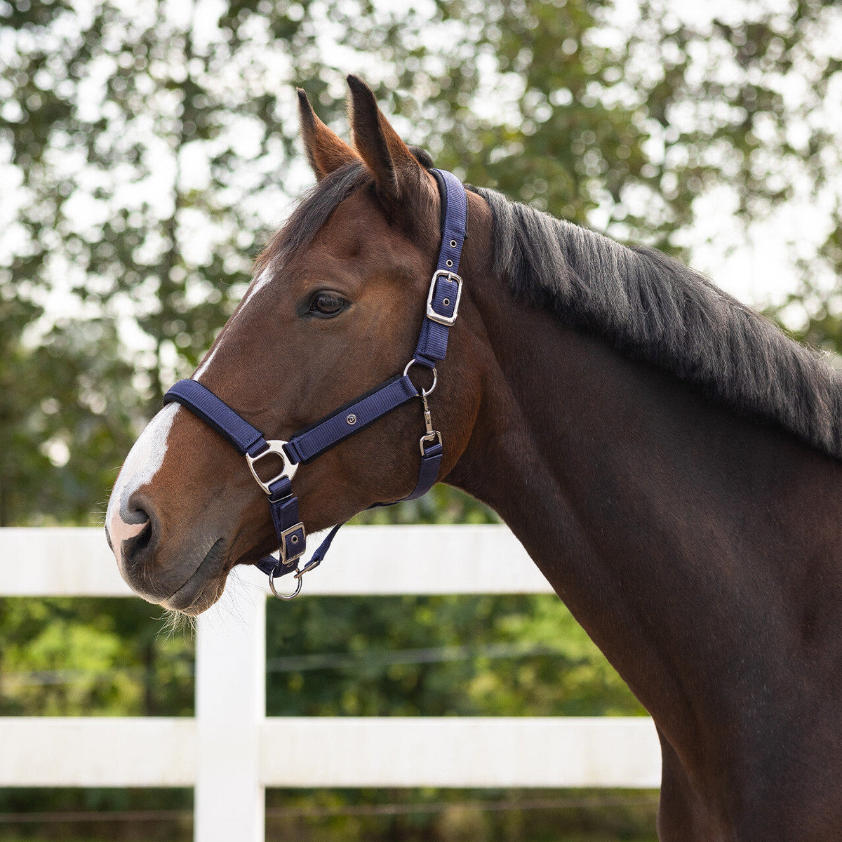 Head collar Deluxe