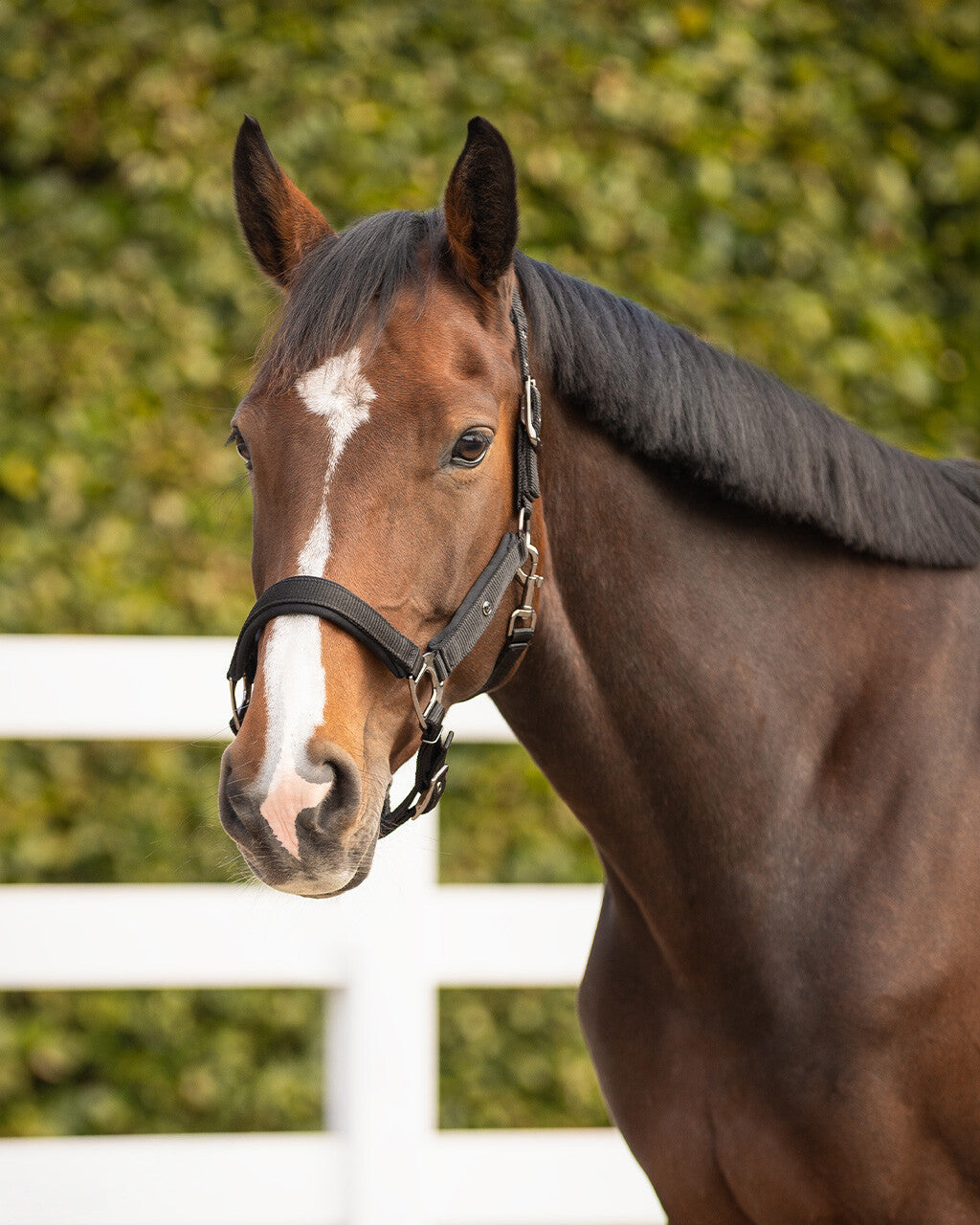 Head collar Deluxe