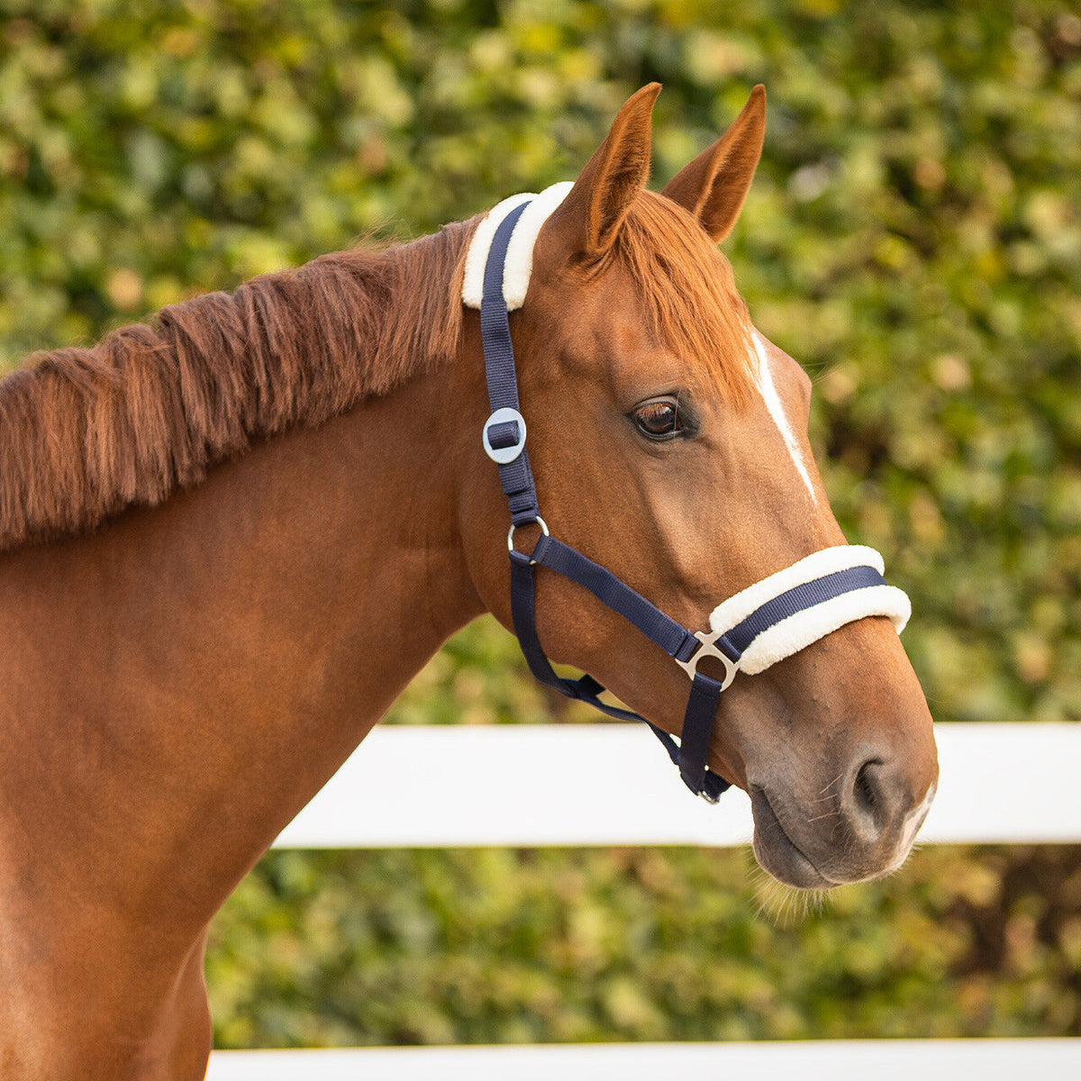 Head collar Cali