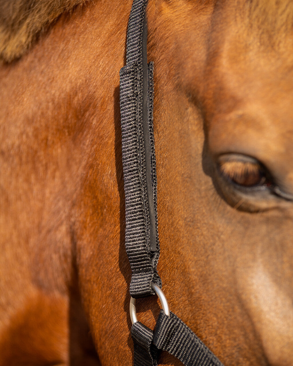 Safety halter lined