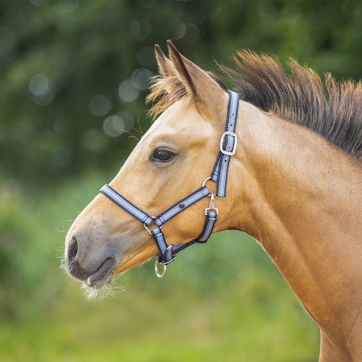 Head collar foal collection