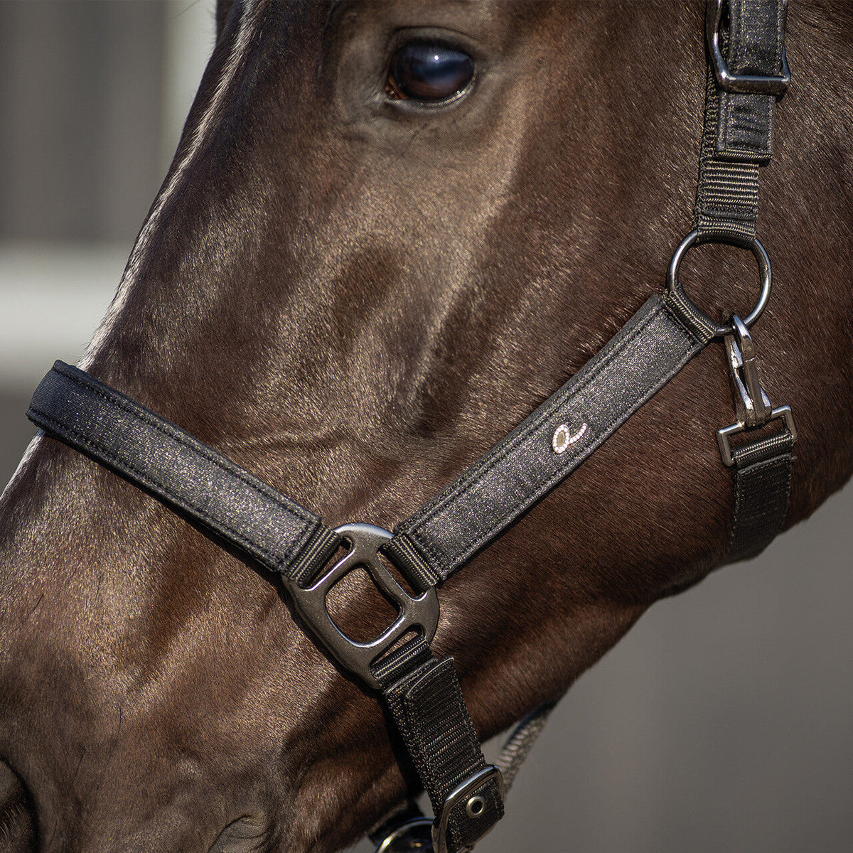 Head collar Glitter