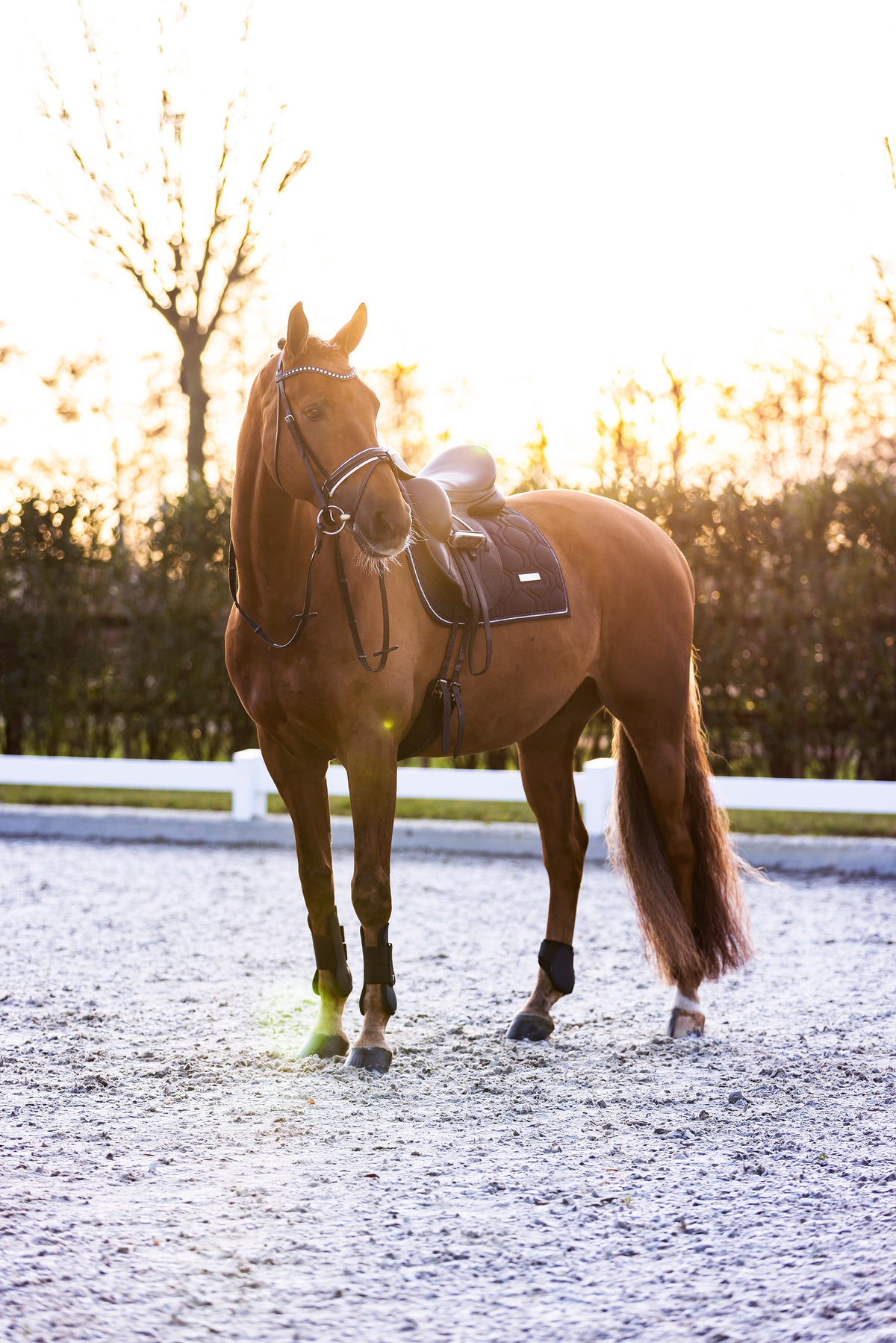 Tendon boots IRHLovely
