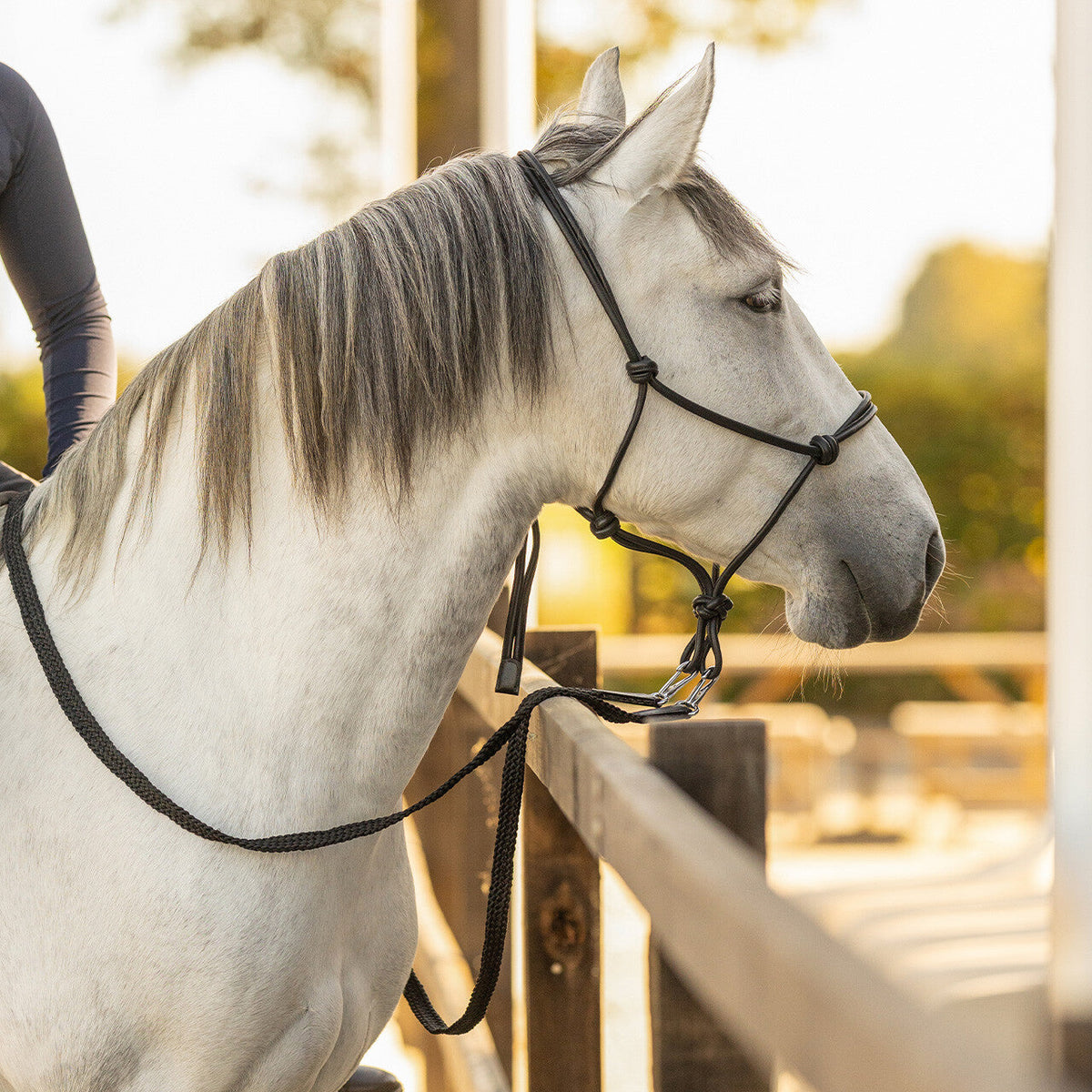 Rein Liberta