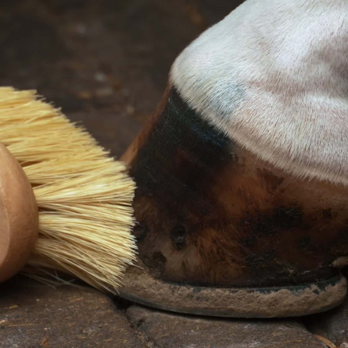 Hoof brush IRHNatural