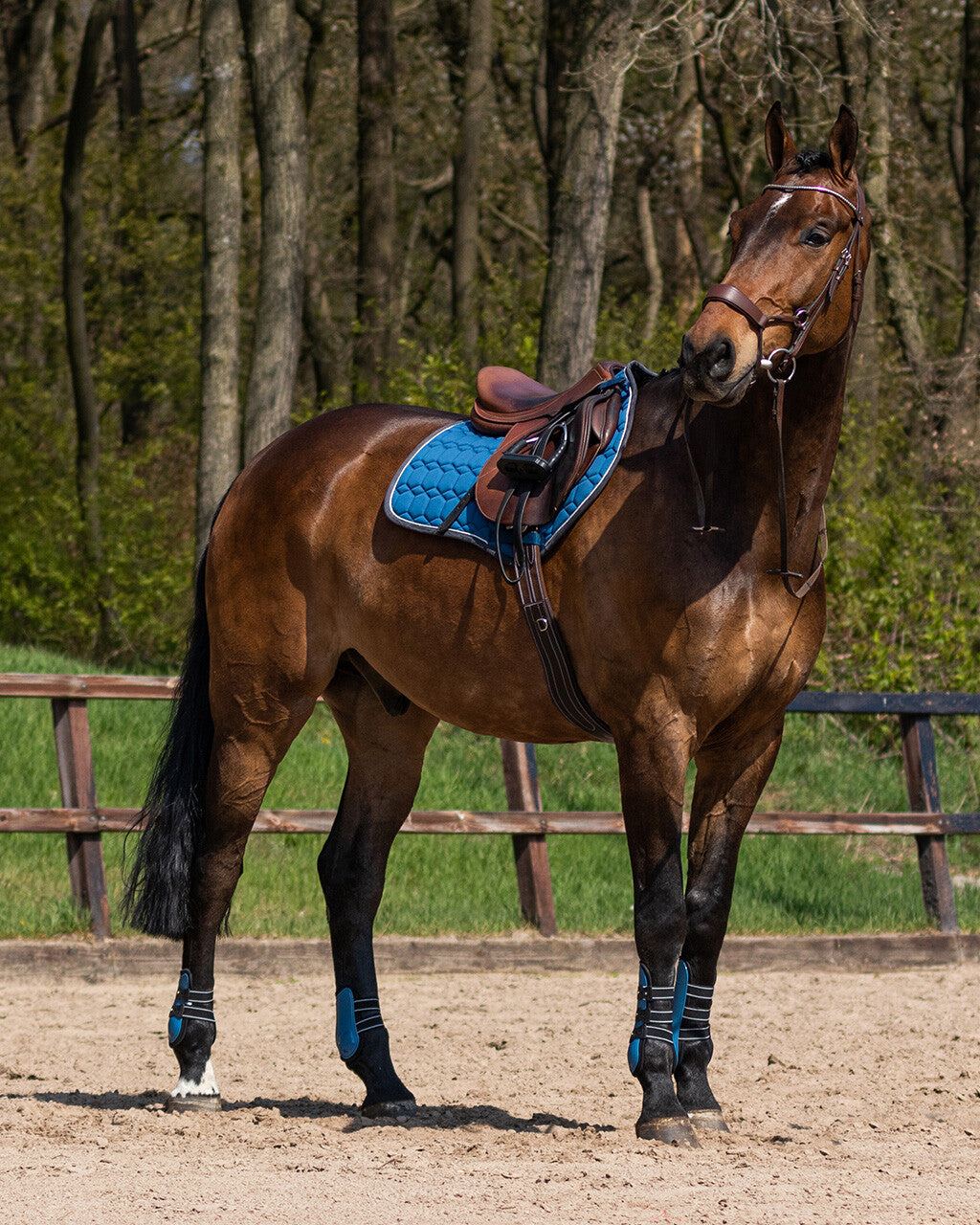 Tendon boots Champion