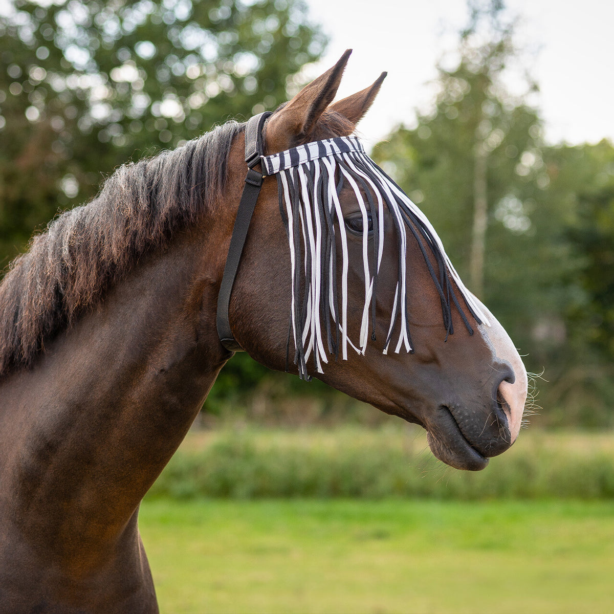 Fly fringe extra