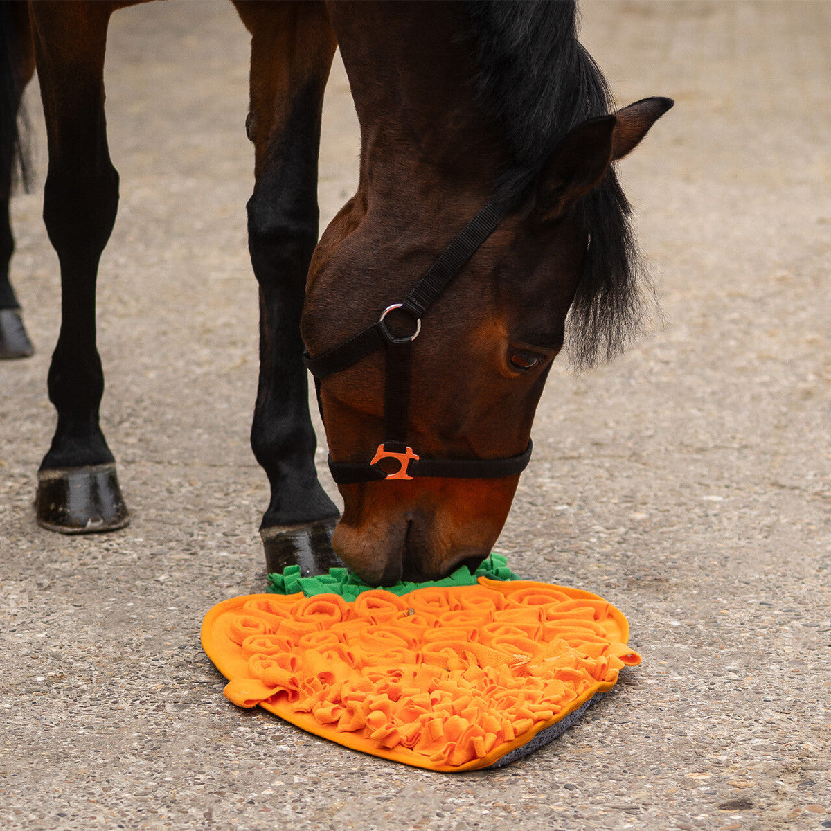 Snuffle mat for horses