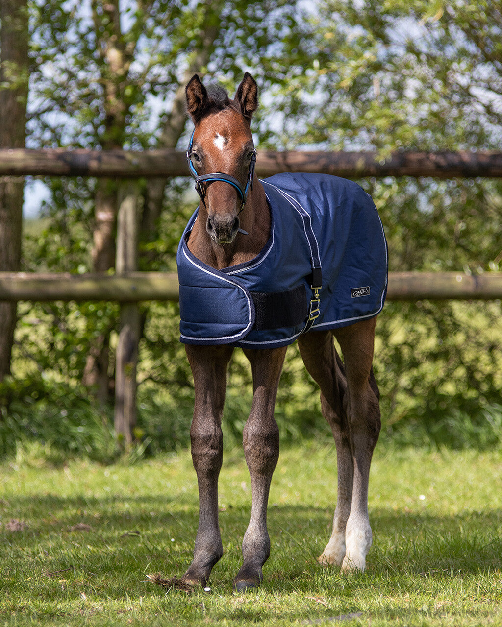 Foal rug turnout 100gr