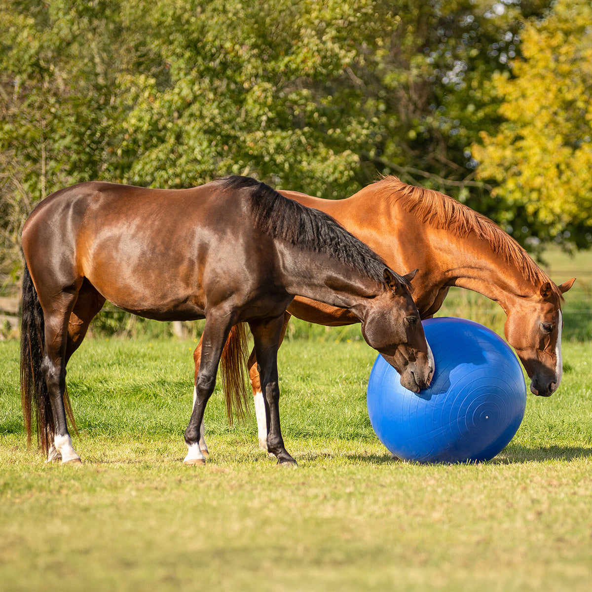Horse football
