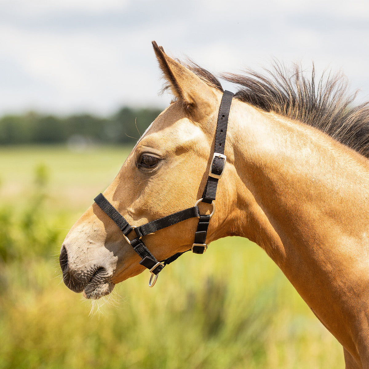 Head collar foal
