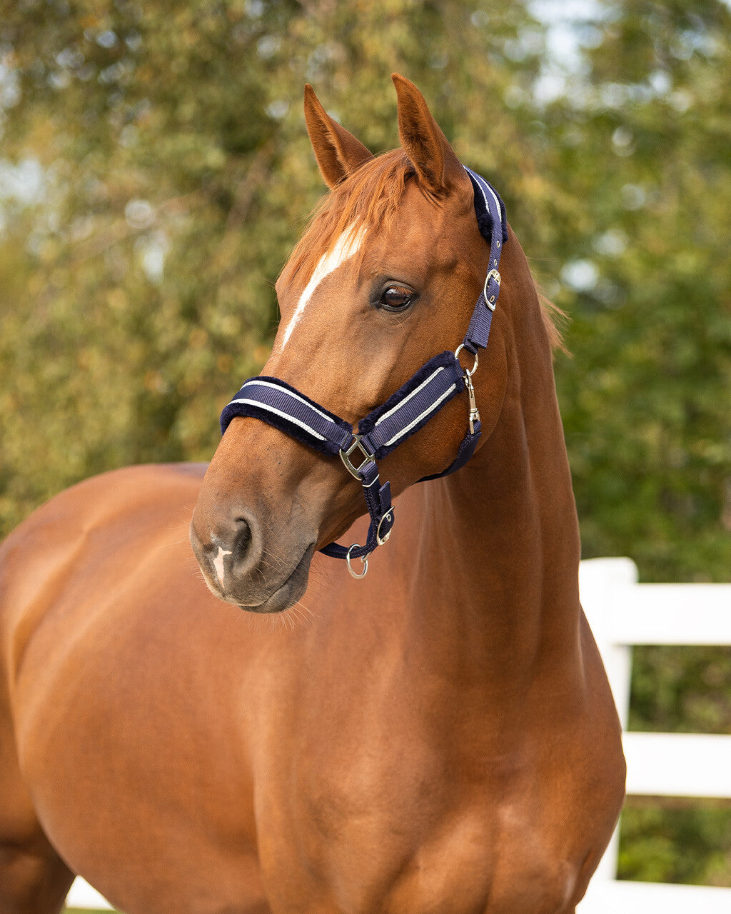 Head collar set Dolci