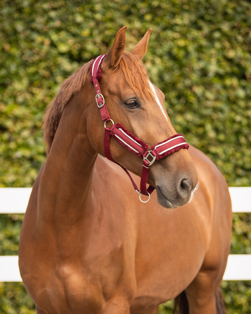 Head collar set Dolci