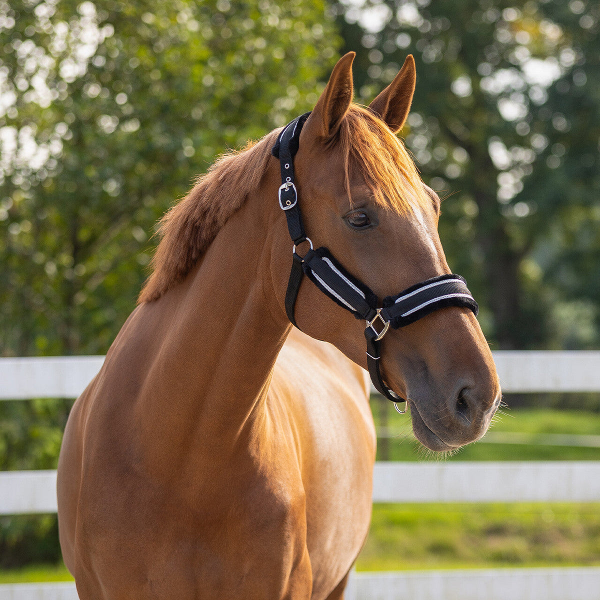 Head collar set Dolci