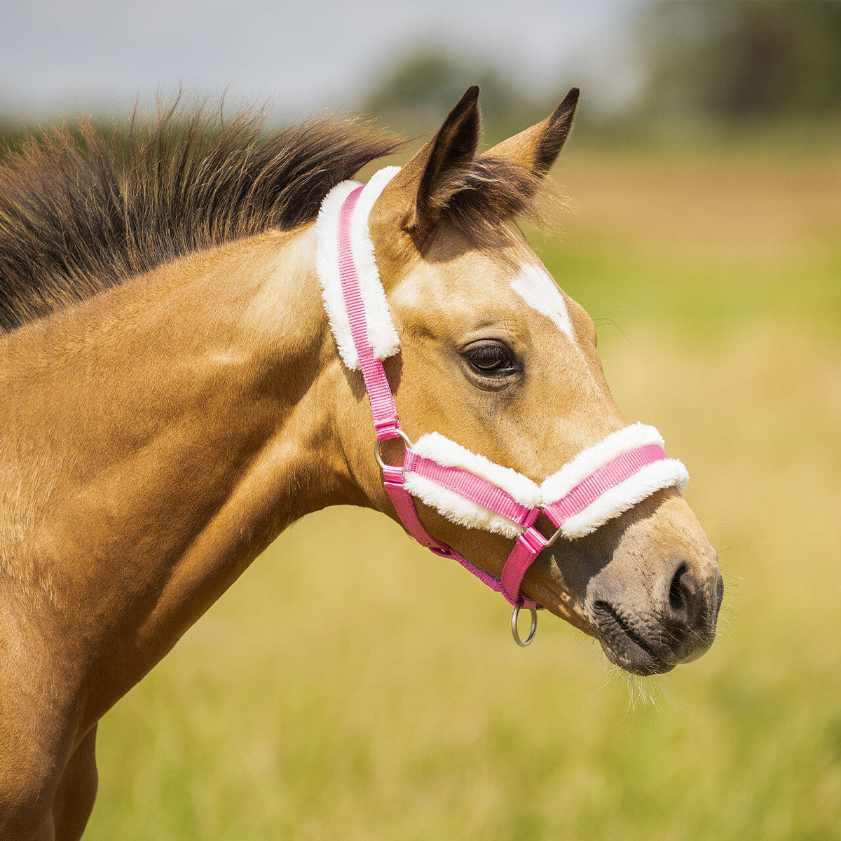 Head collar foal with fur