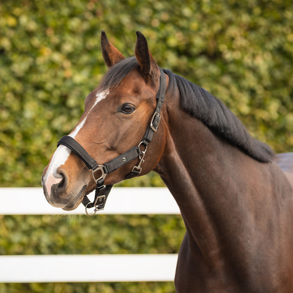 Head collar Deluxe