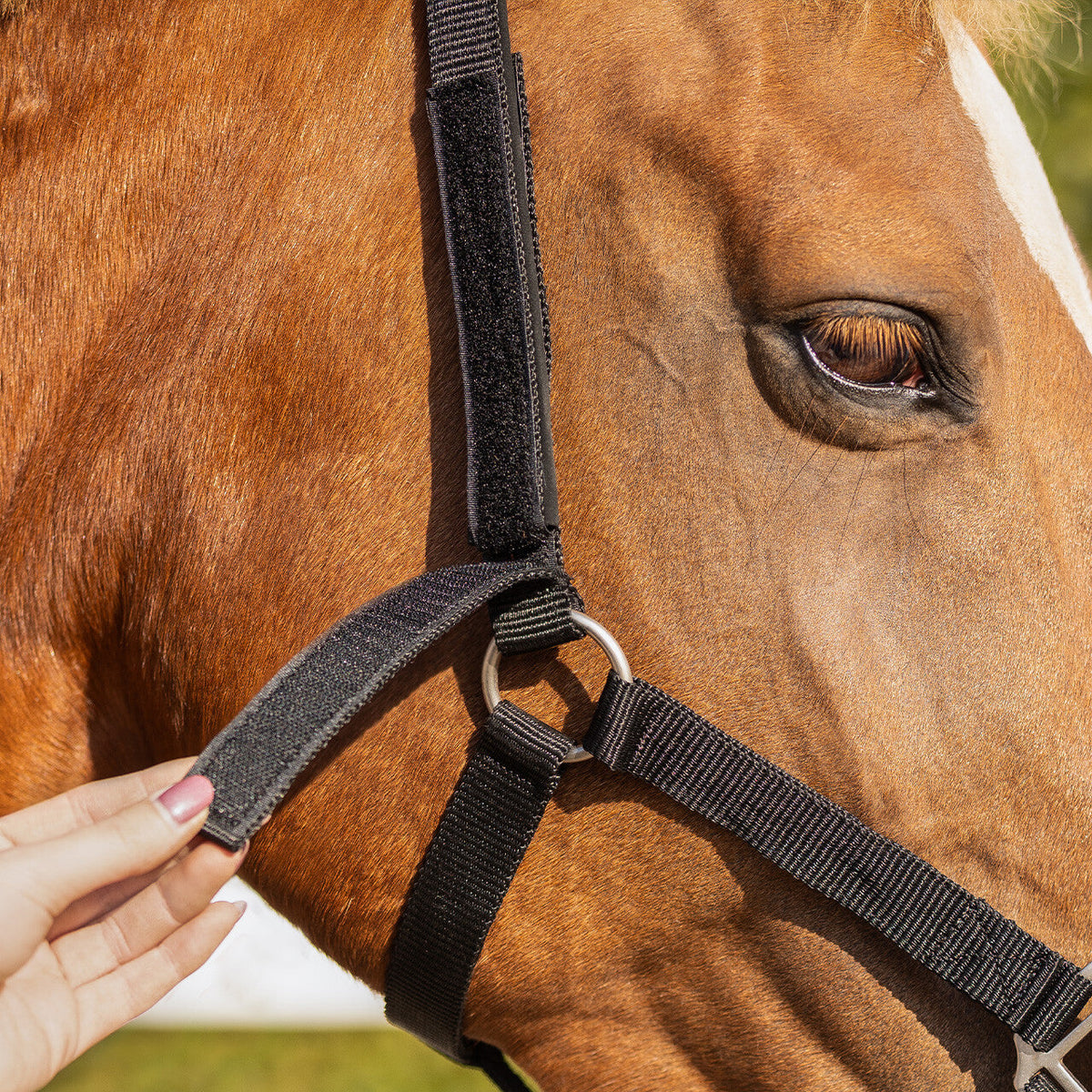 Safety halter lined