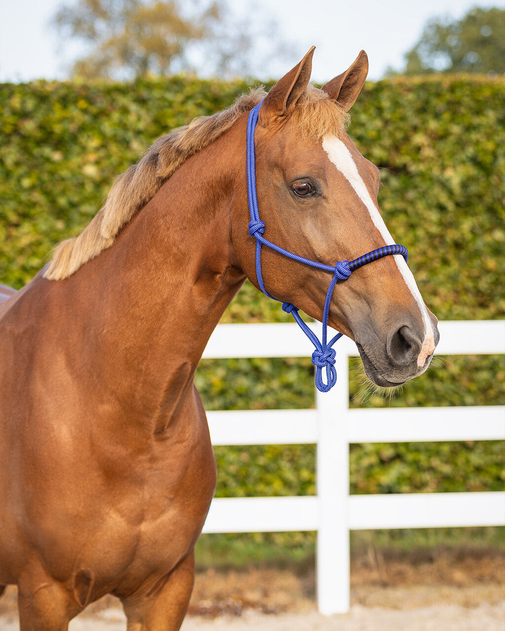 Rope halter with clip