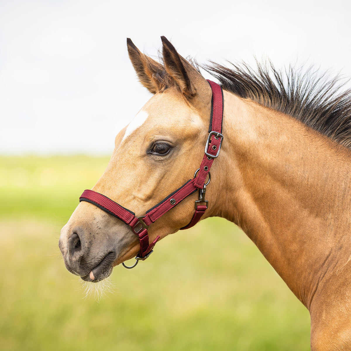 Head collar foal Deluxe