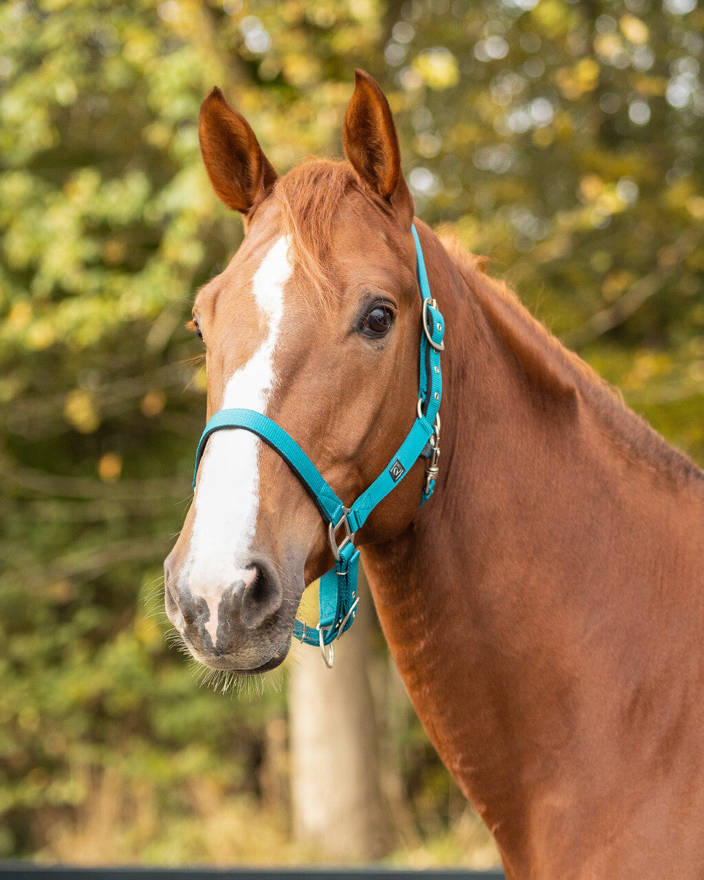 Head collar with lining