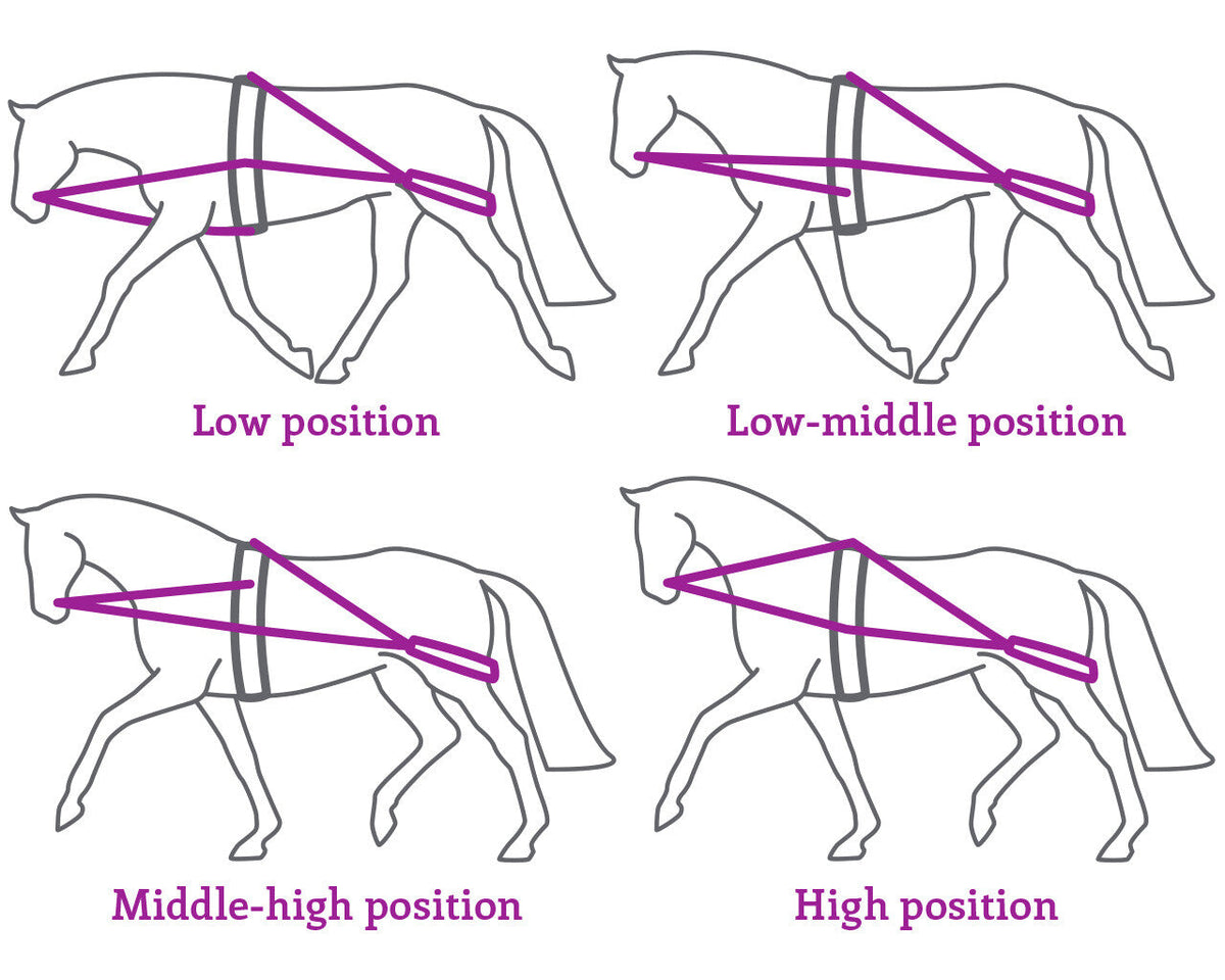 Lunging training system