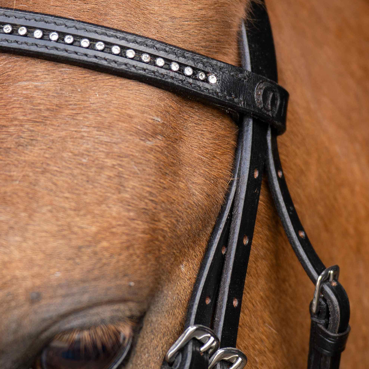 SHETTY Bridle IRHStormy
