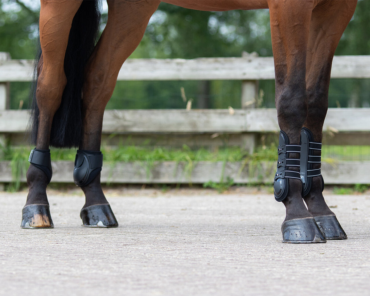 Fetlock boots Champ