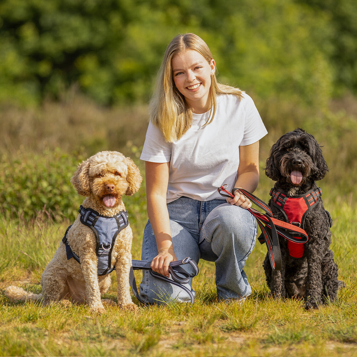 Dog harness collection