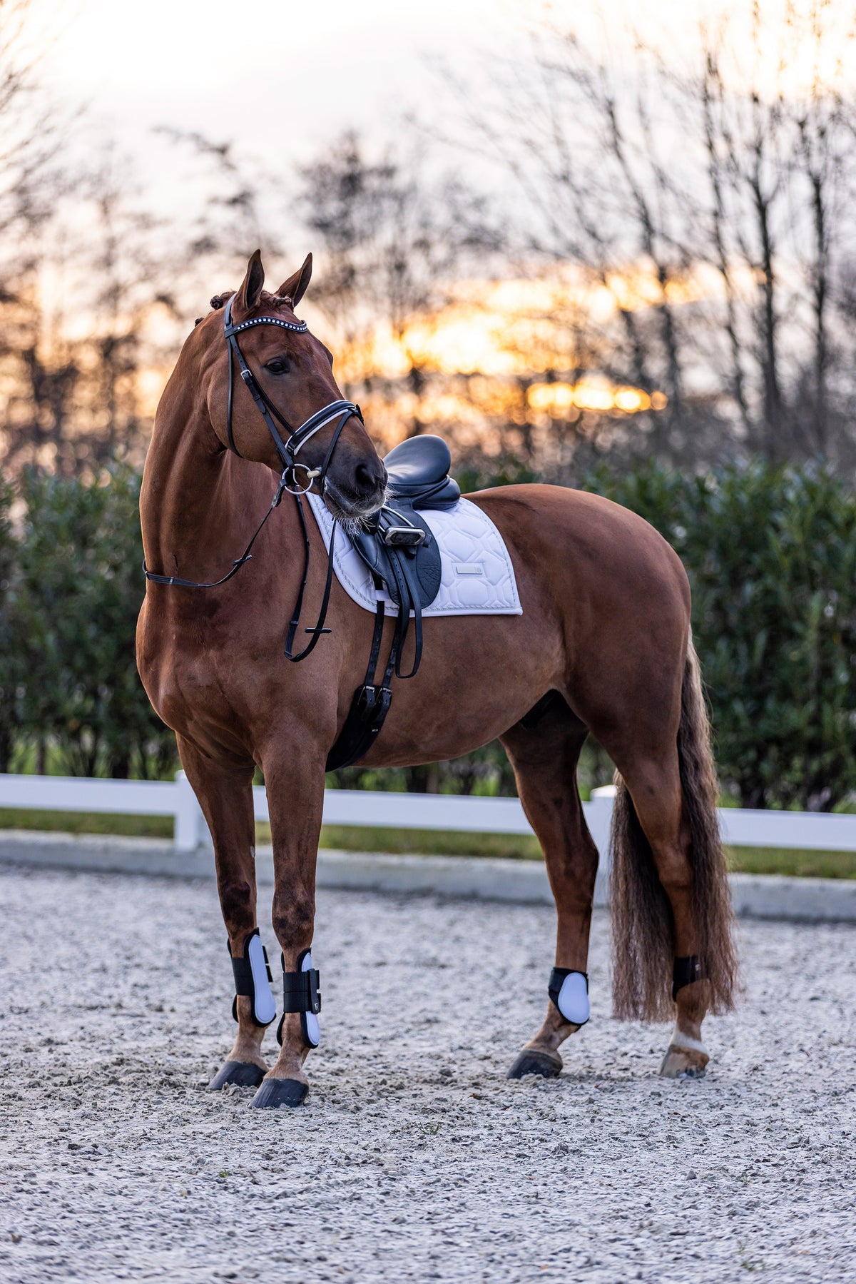 Fetlock boots IRHLovely