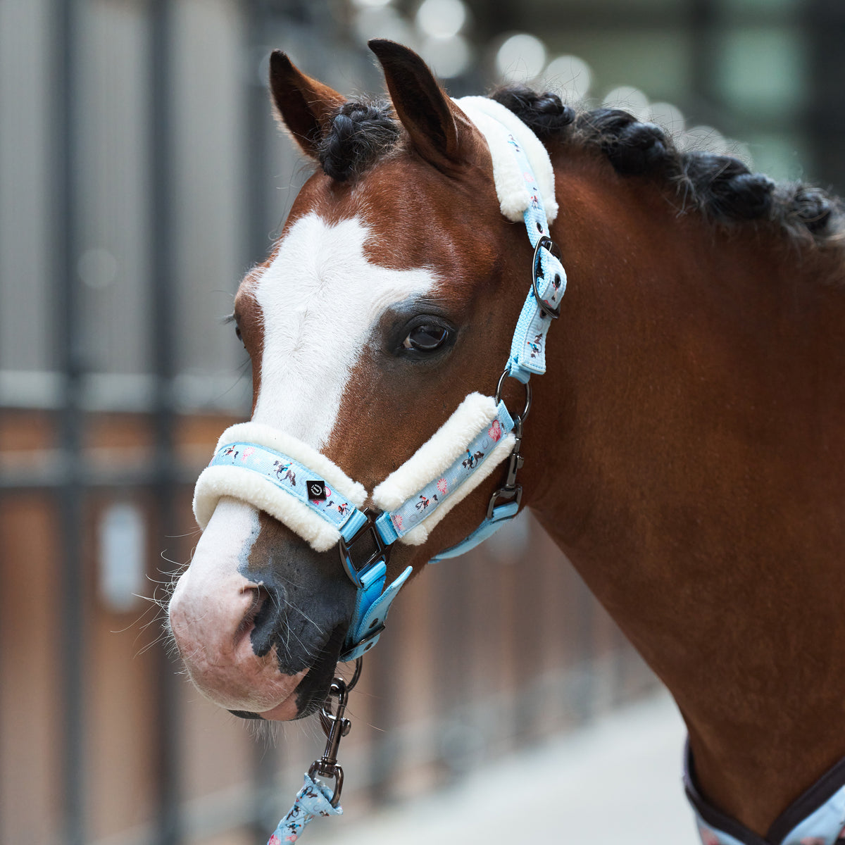 Headcollar IRHLittle Champion