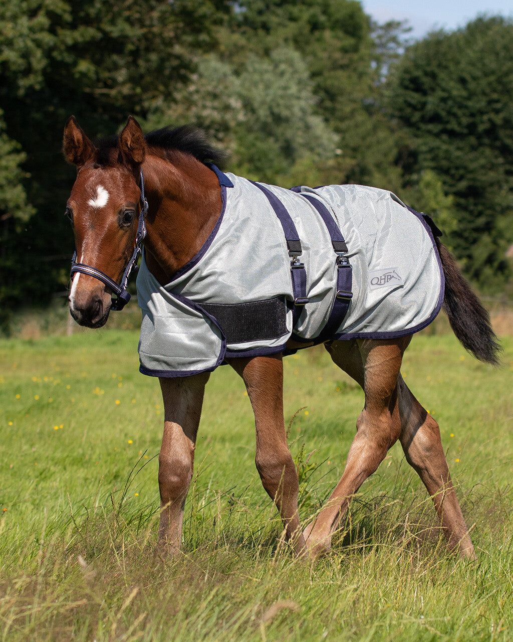 Foal fly rug