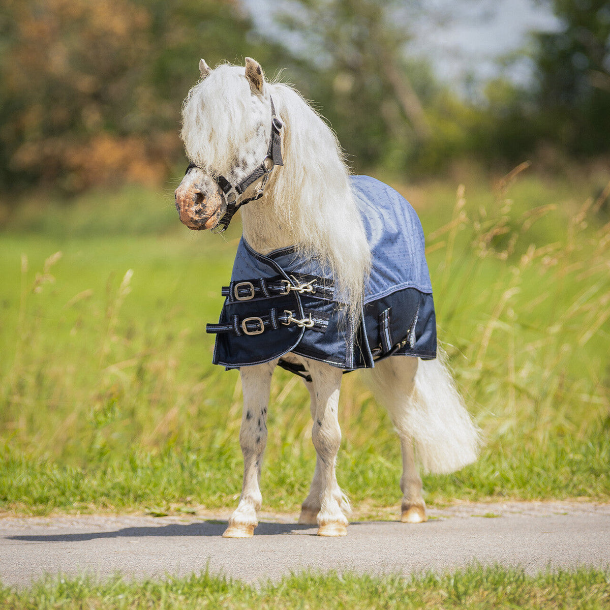 Turnout rug falabella collection 0gr
