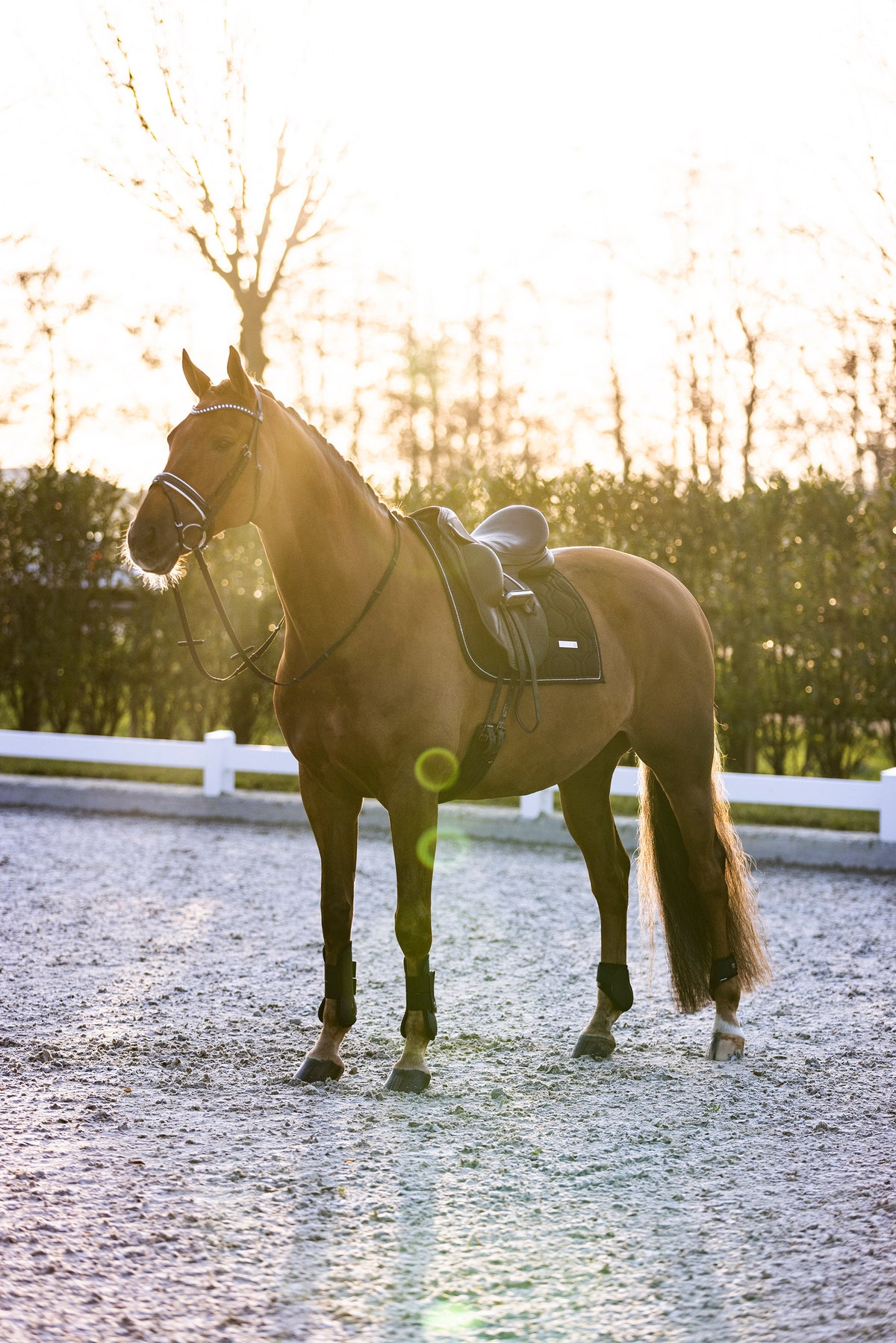 Fetlock boots IRHLovely