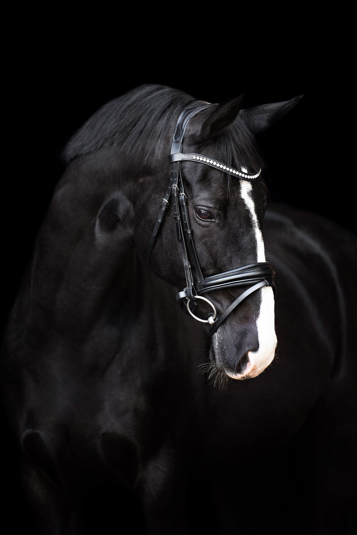Bridle IRHFria