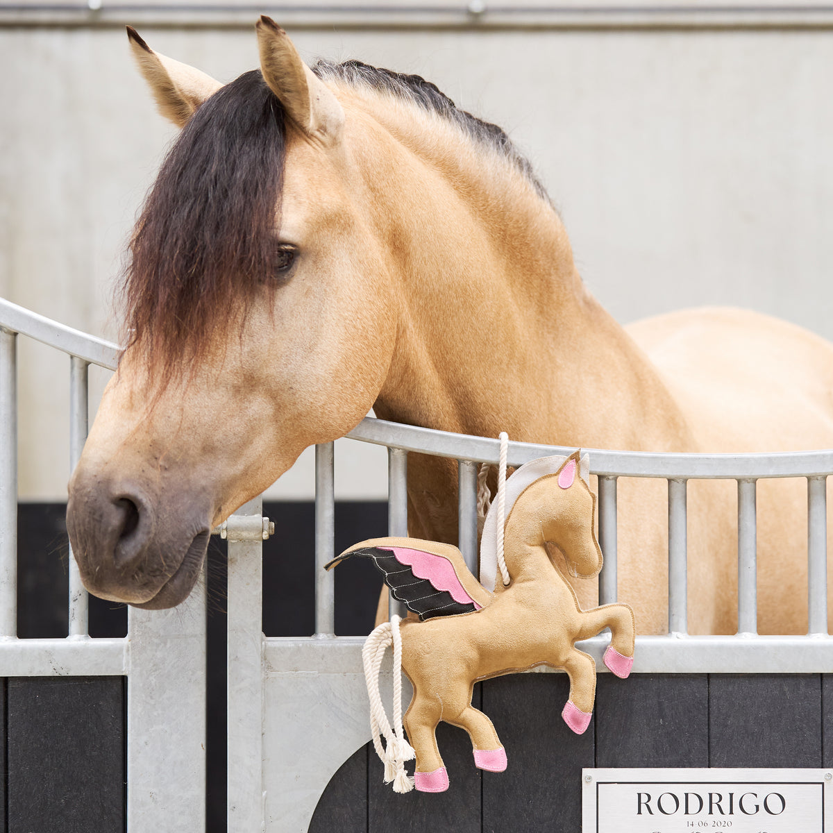 IRHStable buddy Pegasus
