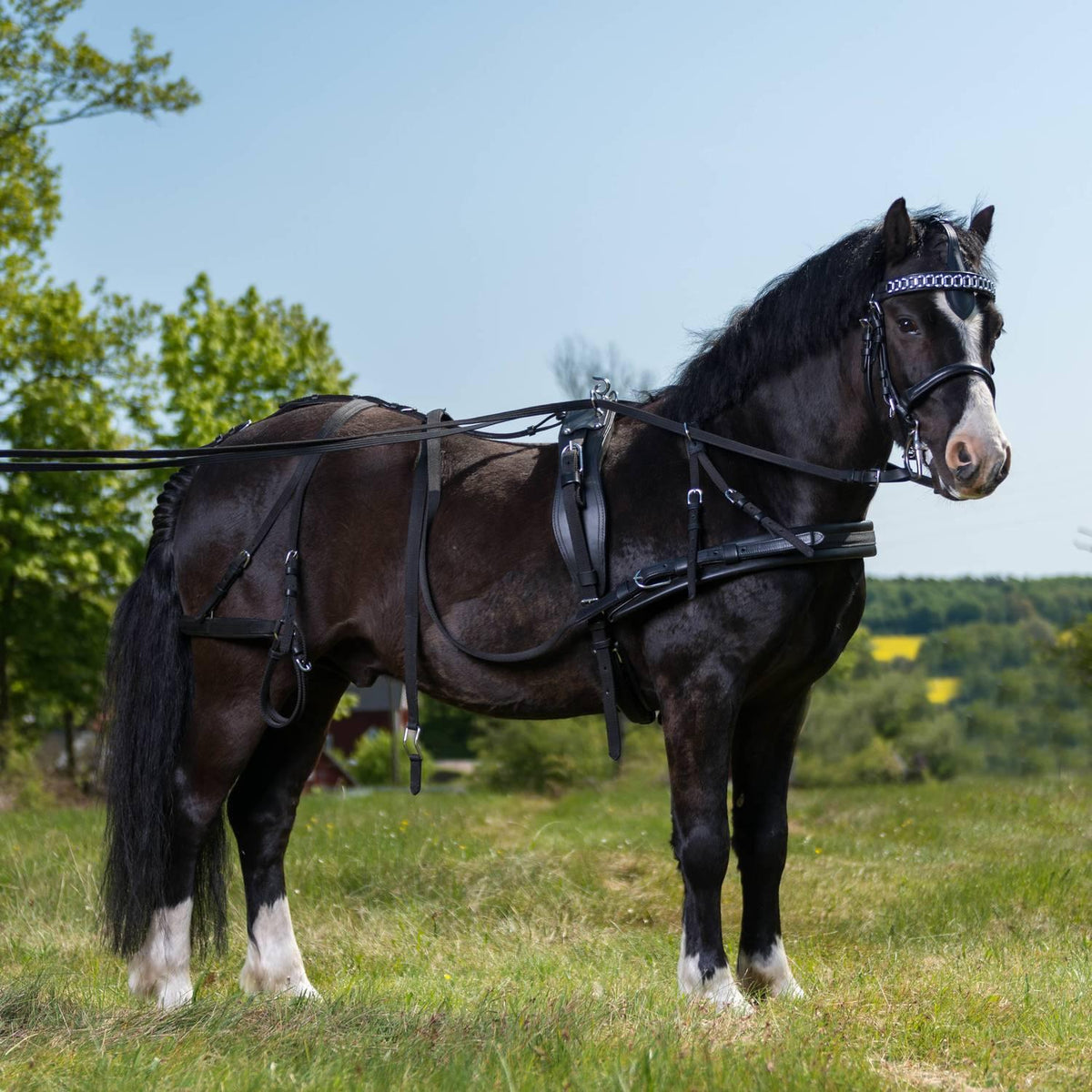 bröstsele "globus" - mini shetland