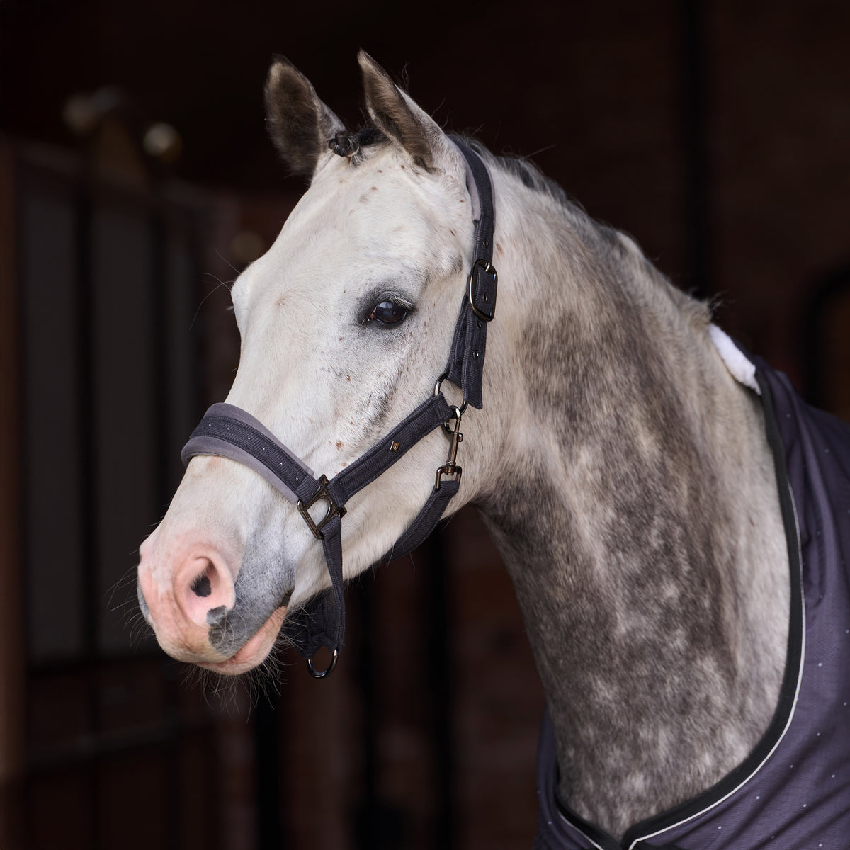 Headcollar IRHPenny Herringbone