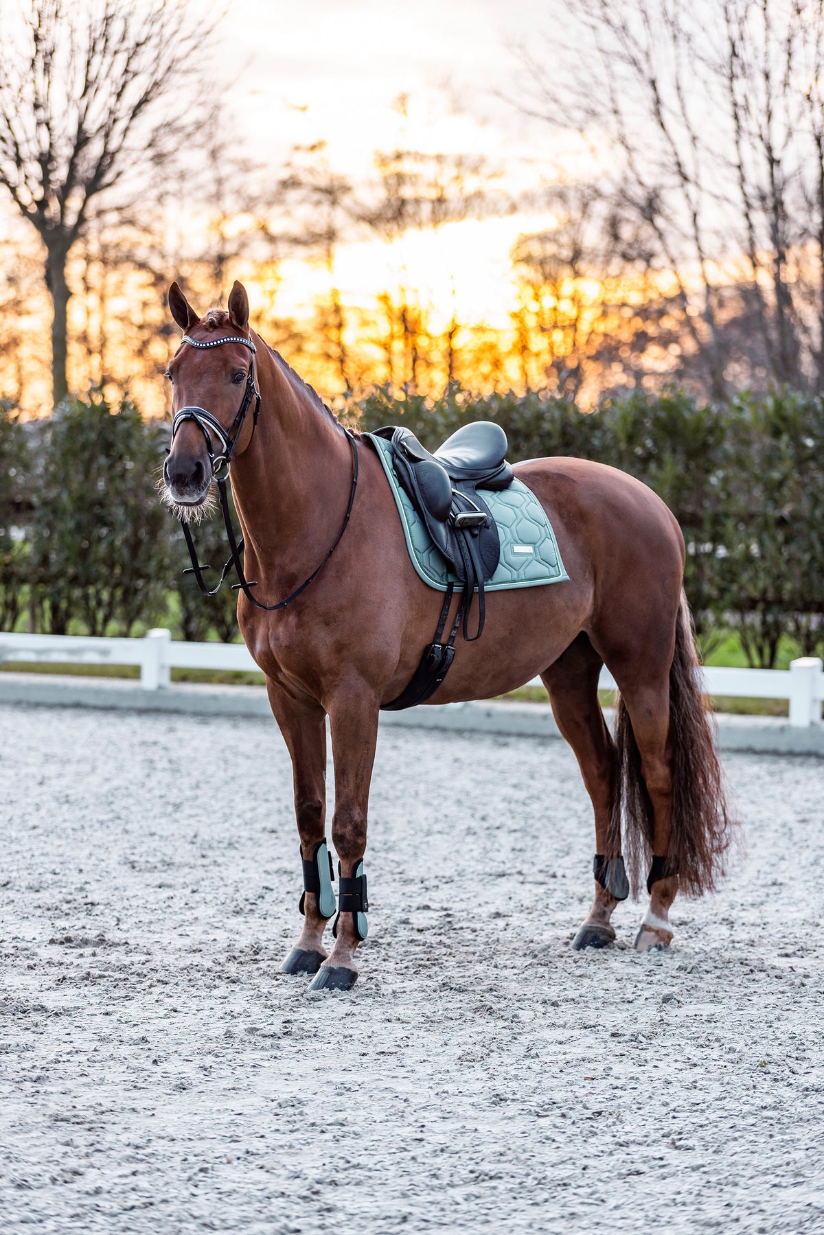 Tendon boots IRHLovely